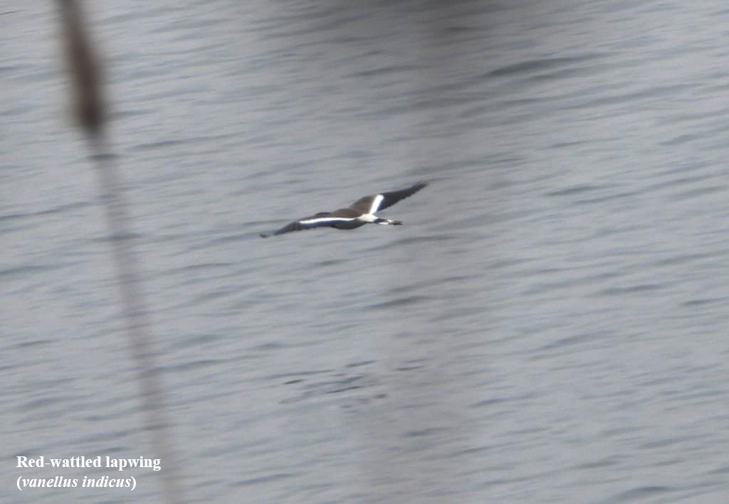 Asian Waterbird Census (AWC) 2024 conducted in Meghalaya Official